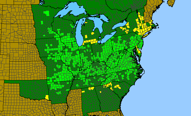 The range of Liparis liliifolia